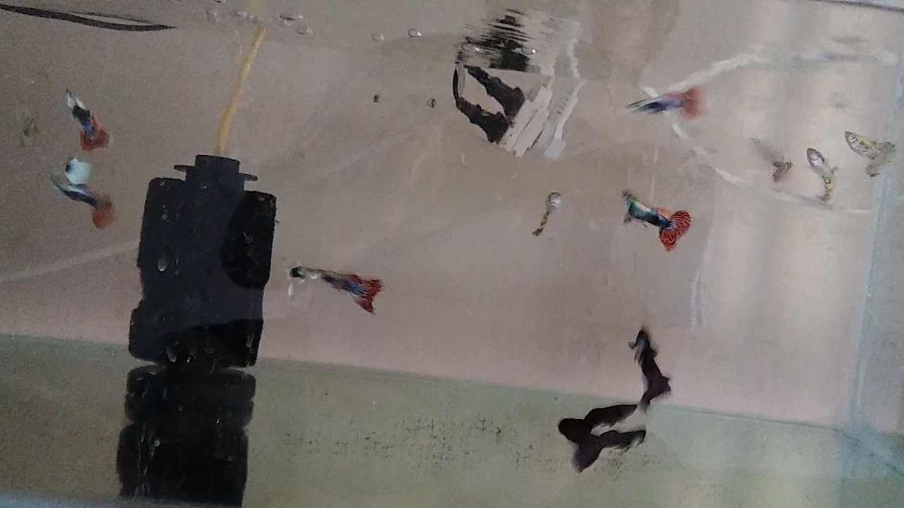 proyecto criadero de guppys.