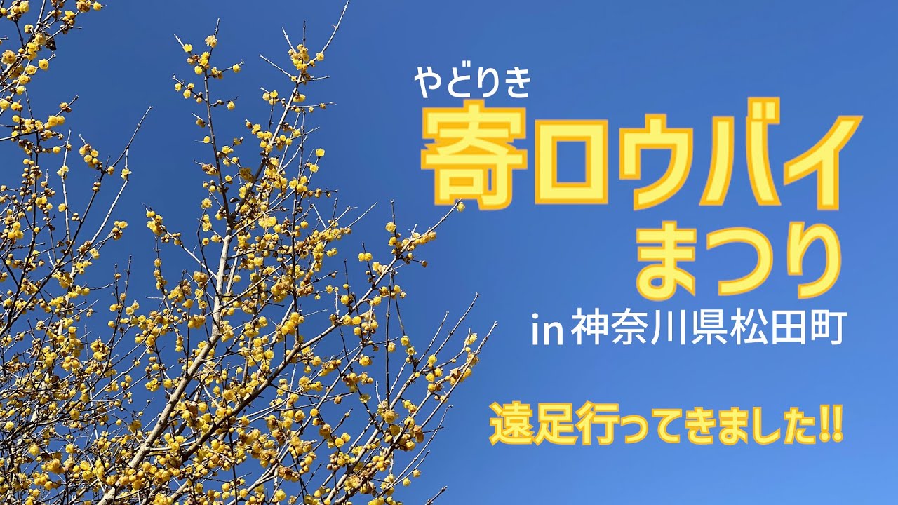 ◆お花見遠足・寄ロウバイまつり◆日本最大級！満開のロウバイを見に行きました♫