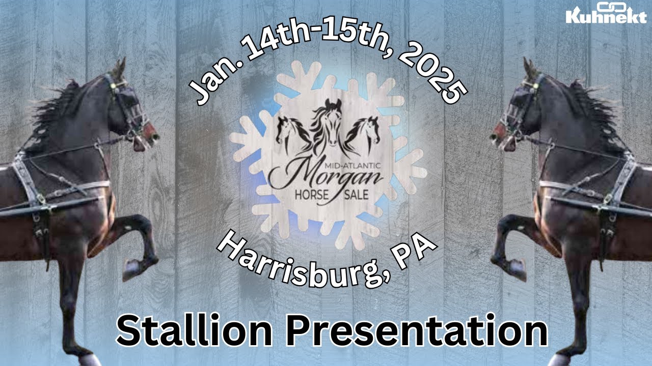 Stallion Presentation - 2025 Mid-Atlantic Morgan Horse Sale