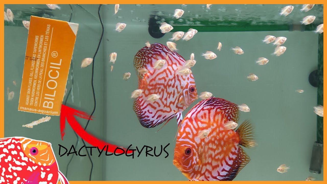 Cómo desparasitar ALEVINES de PECES DISCO y cuándo | AQUARIS