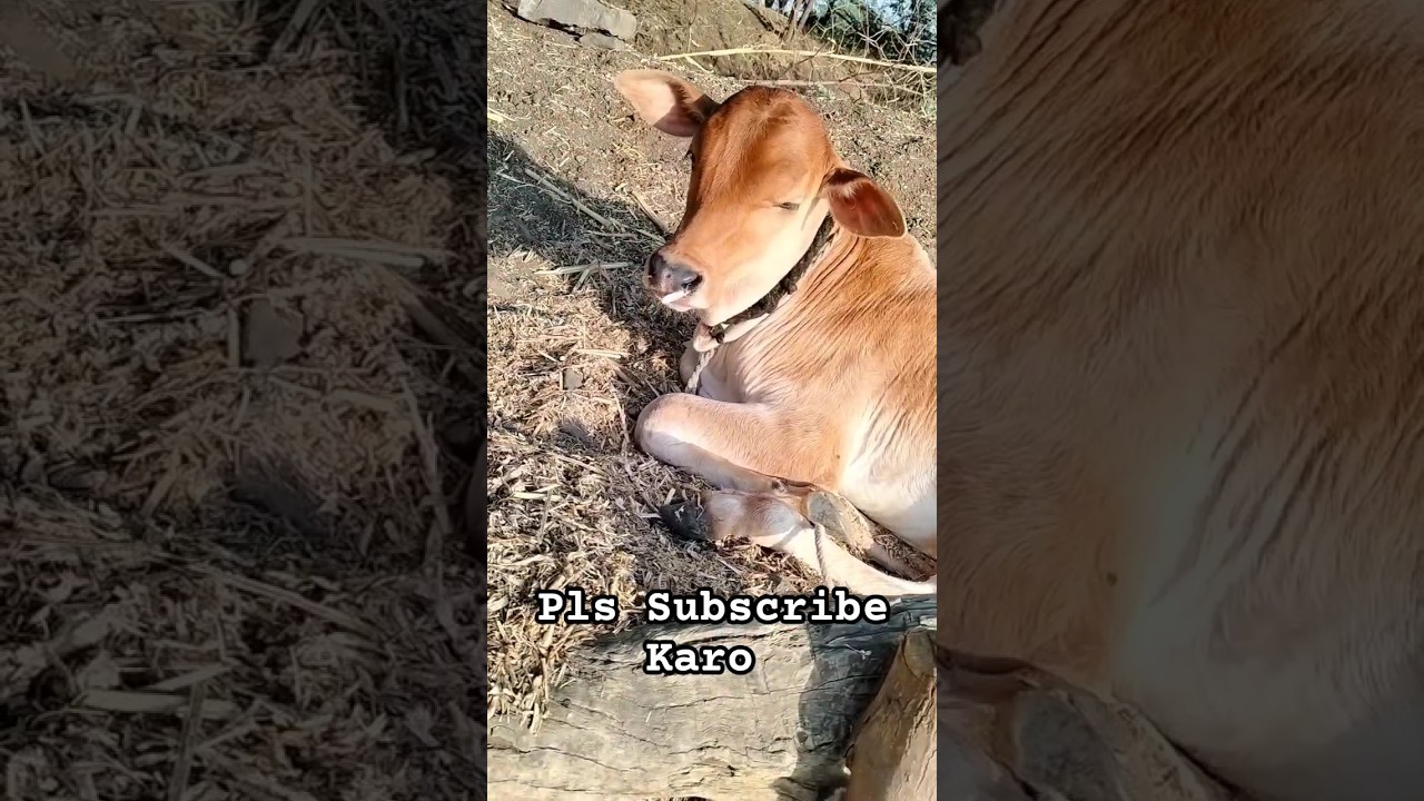 gaych vasru #bull #cow #cowvideos #viral #shorts#ytshorts#ytshorts