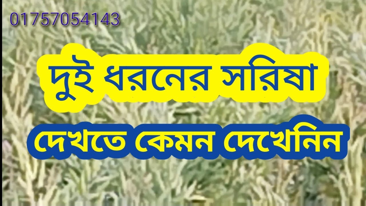 দুই ধরনের সরিষা। দেখতে কেমন ও কিরকম হয় দেখুন।