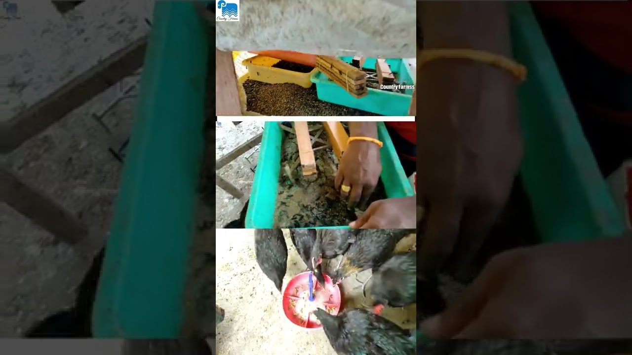 கோழிகளுக்கு புழு வளர்ப்பு தமிழ்நாட்டில் புதிய புரட்சி | Black Soldier Fly Farming | Country Farmss