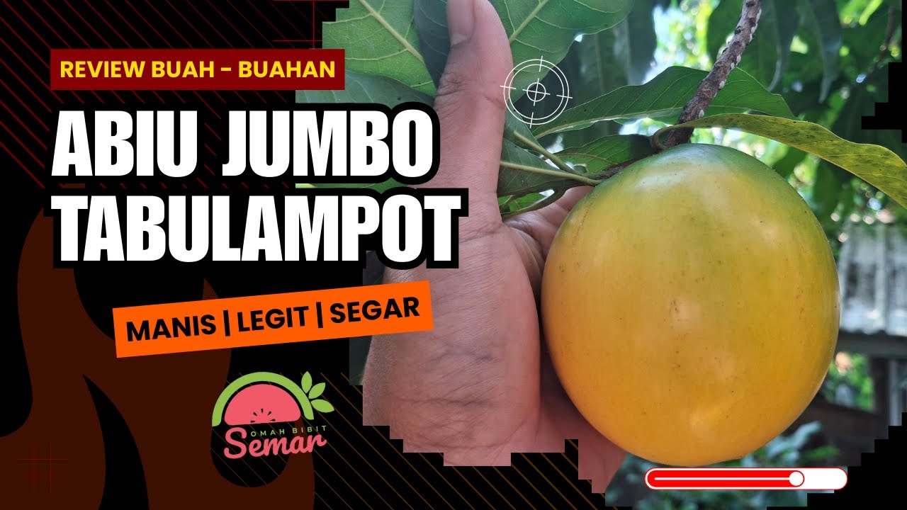 ABIU JUMBO | MANIS DAN LEGIT |ISTIMEWA !!!