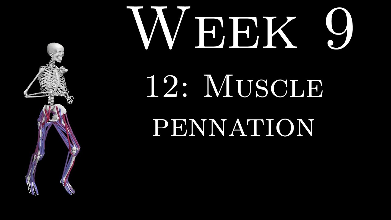 K305 Week 9 - 12 - Muscle pennation