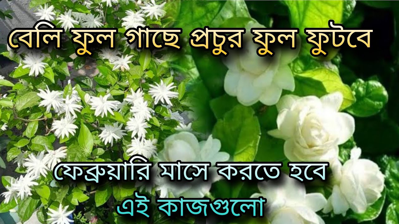 বেলি ফুল গাছে প্রচুর ফুল ফুটবে / শুধু ফেব্রুয়ারি মাসে করতে হবে এই কাজ গুলো 