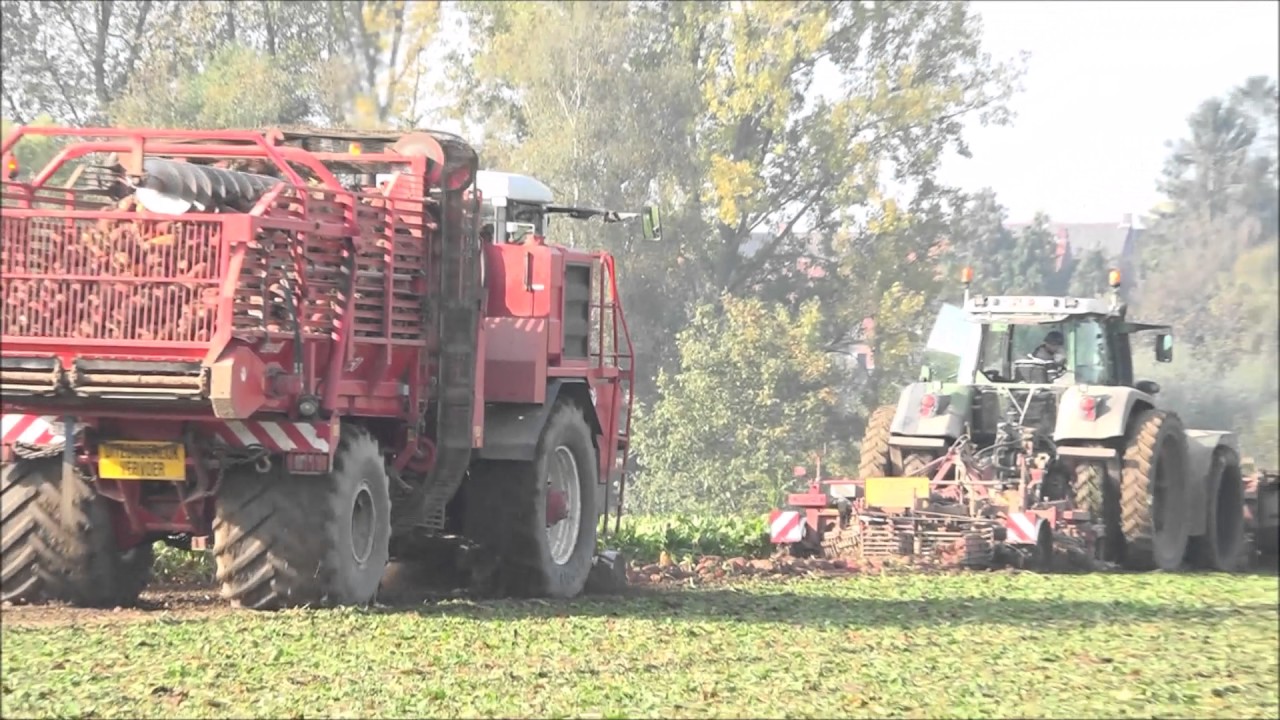 Voederbieten van veld naar koe (26 en 29 oktober 2016)