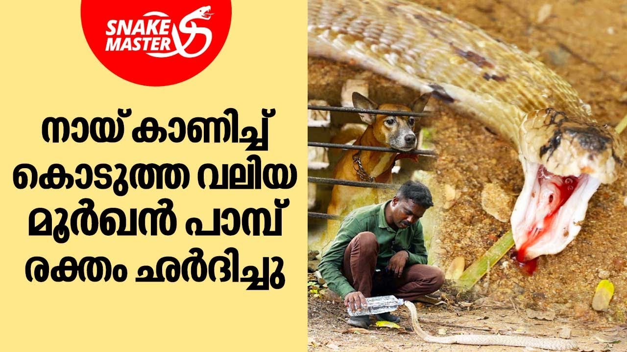 വീടിന്റെ മുന്നിൽ നിന്നും, പിന്നിൽ നിന്നും മൂർഖൻ പാമ്പുകളെ പിടികൂടി | Snakemaster EP 971