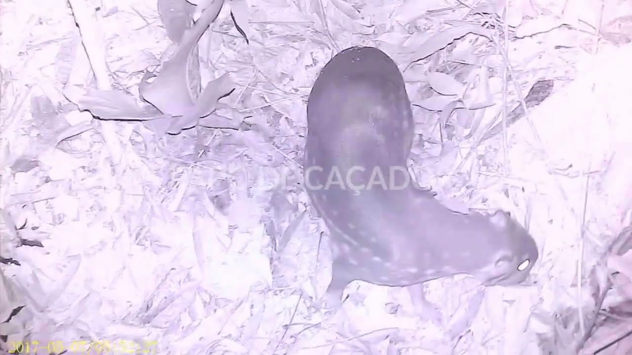VEIO 4 PACAS NA ESPERA DO MATEIRO / ANTA E TATU