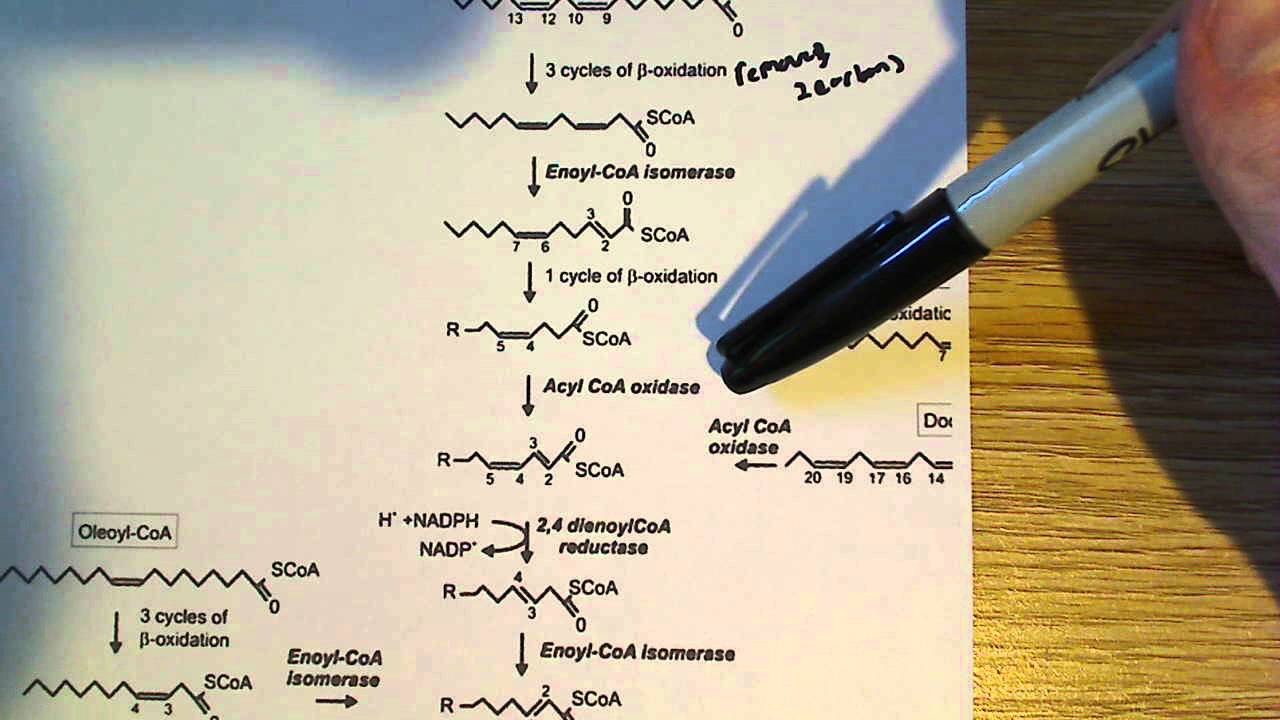 Polyunsaturated Fatty acids