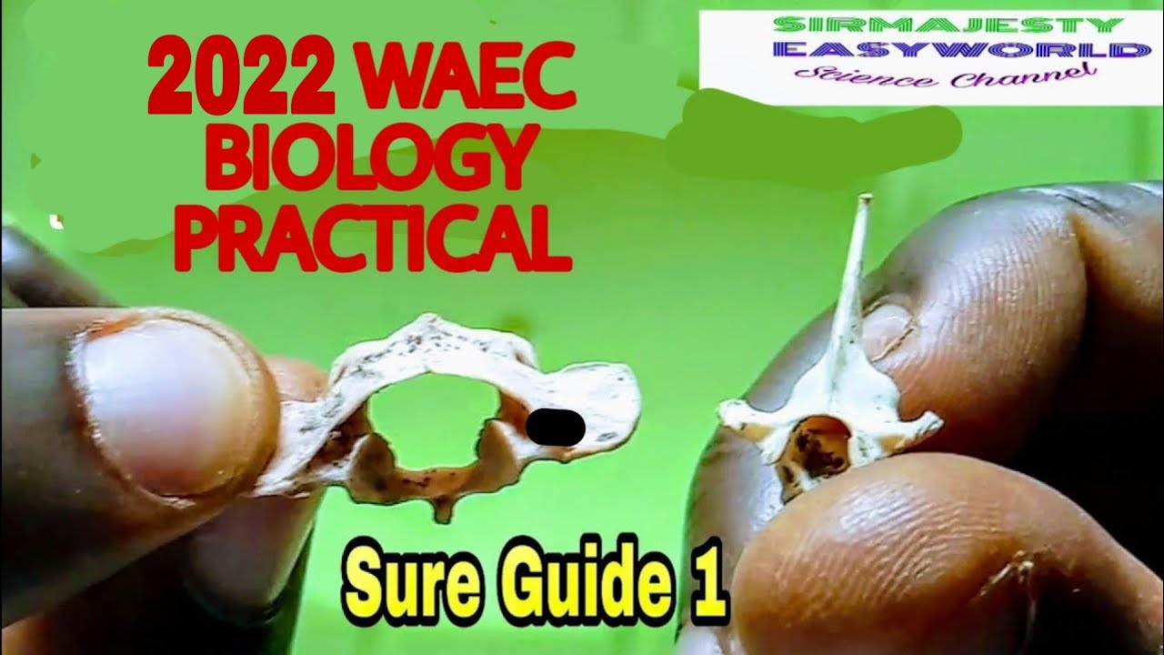 2022 WAEC BIOLOGY PRACTICAL, Rabbit Skeleton discussed