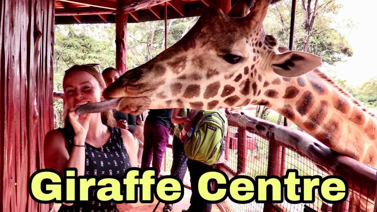 Giraffe Centre in Kenya, Africa🦒🇰🇪🌍