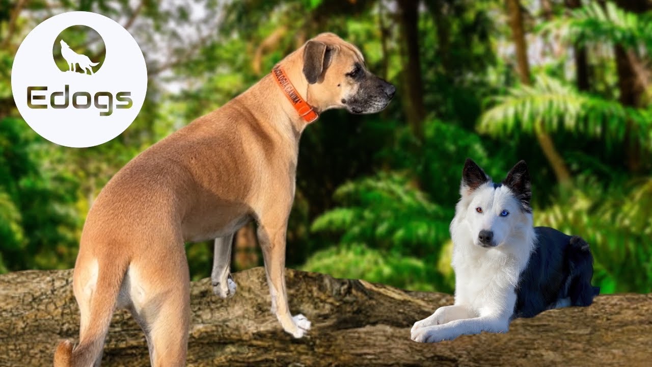 Libertad para tu perro con correas invisibles - Regulación de la excitación en libertad