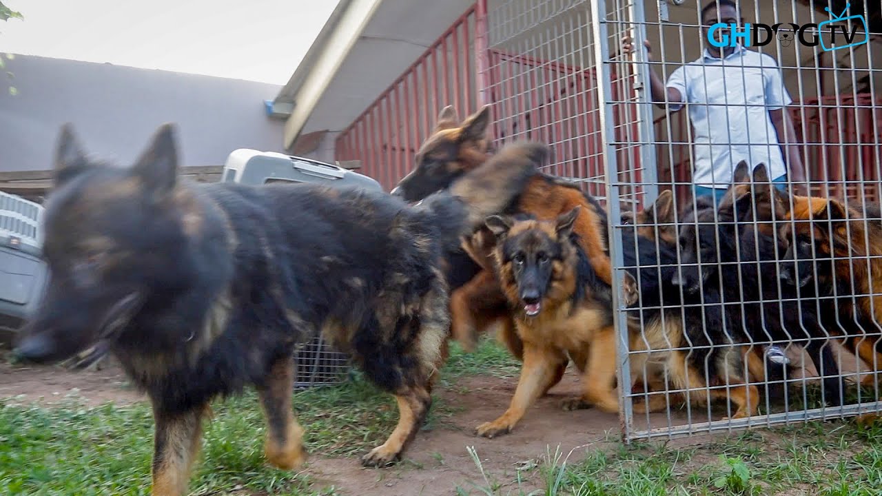 German Shepherd breeder opens all the dogs in his kennel
