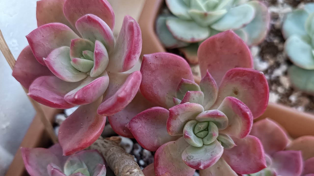 Kargomuz Hanife hanıma gidiyor❤ #sukulentsatışı #succulent #sukulent #garden #sukulentbakımı #flower