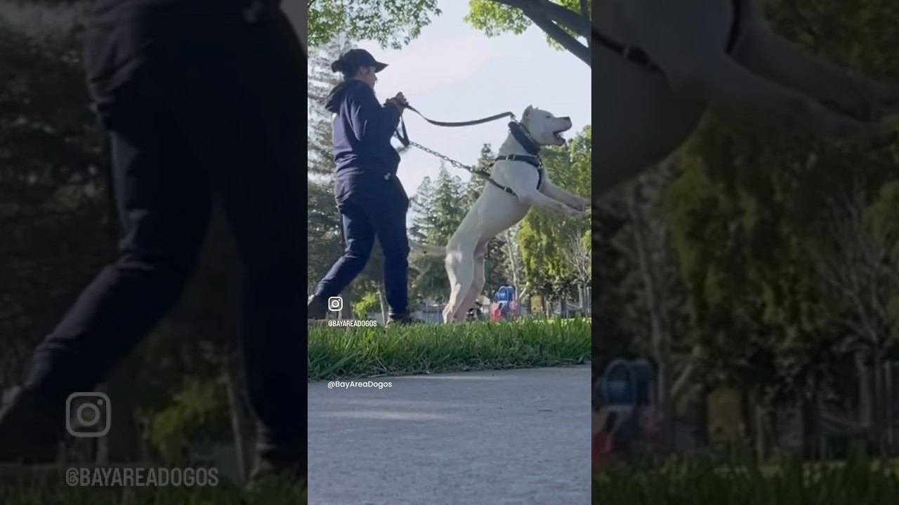 Dogo Argentino bitework - personal protection dog 