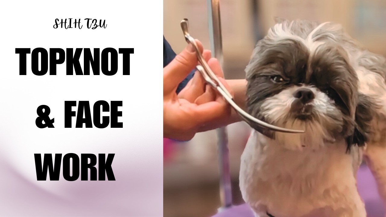 Shih tzu grooming, topknot & face  trimming.
