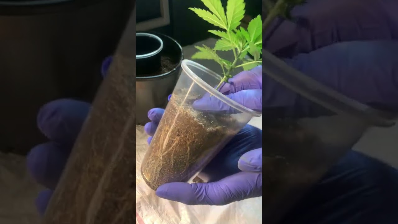 How to Transplant from solo cup to 1 gallon