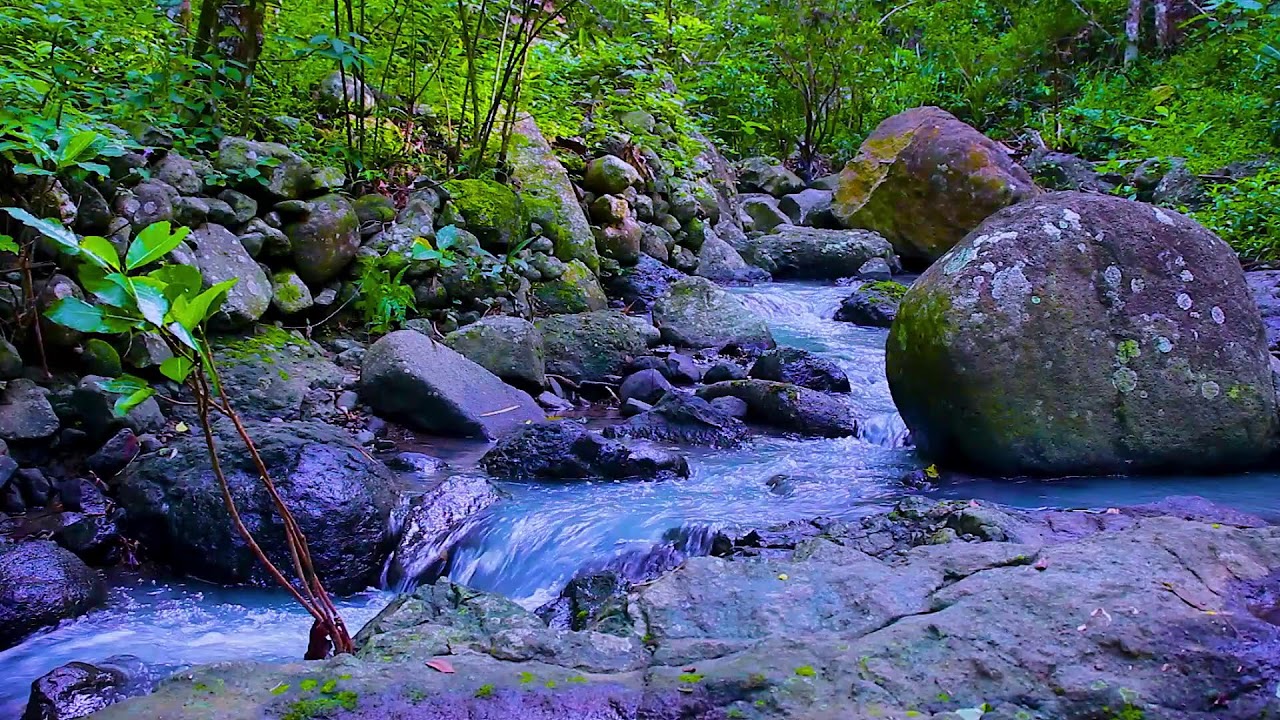 Sleep Better with Mountain Creek | 10 Hours Forest Water Sounds