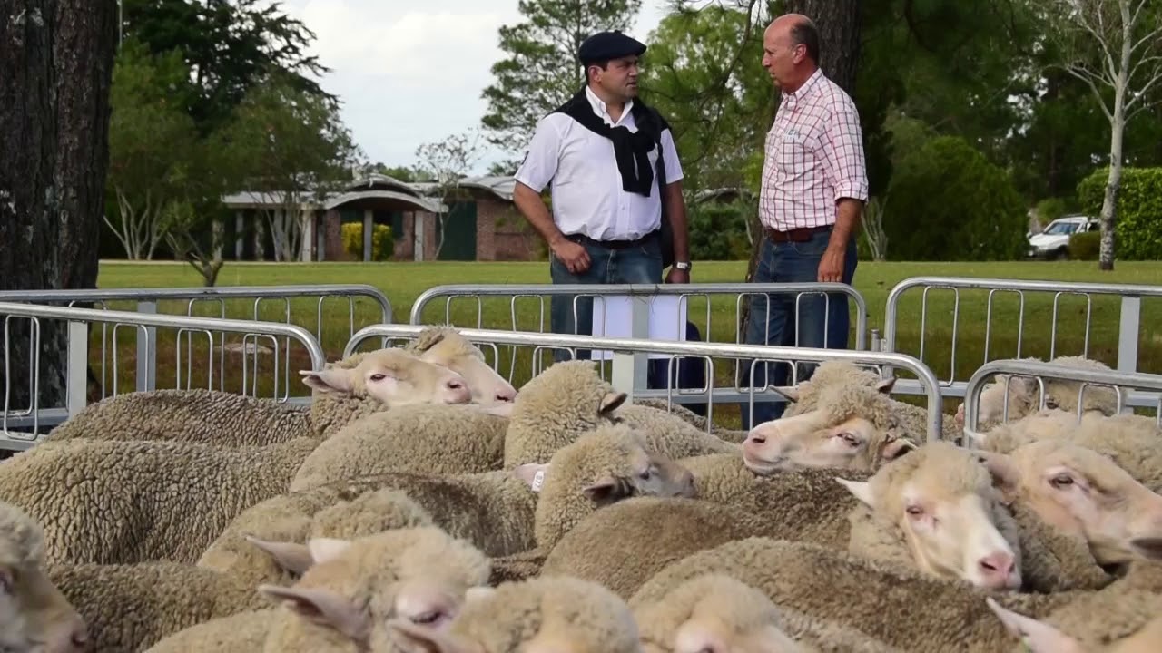 Entrevista a Gabriel Capurro - Presidente de Asociaci&oacute;n de Criadores de Merino Dohne del Uruguay