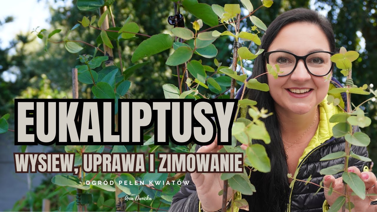 Eukaliptusy w ogrodzie. Jak wysiewam, uprawiam i zimuję eukaliptusy.