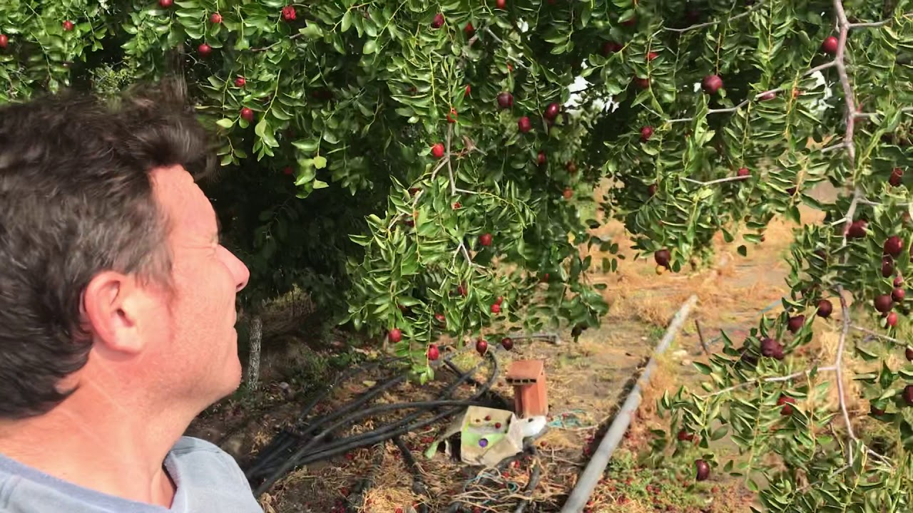 Frutal de azufaifa