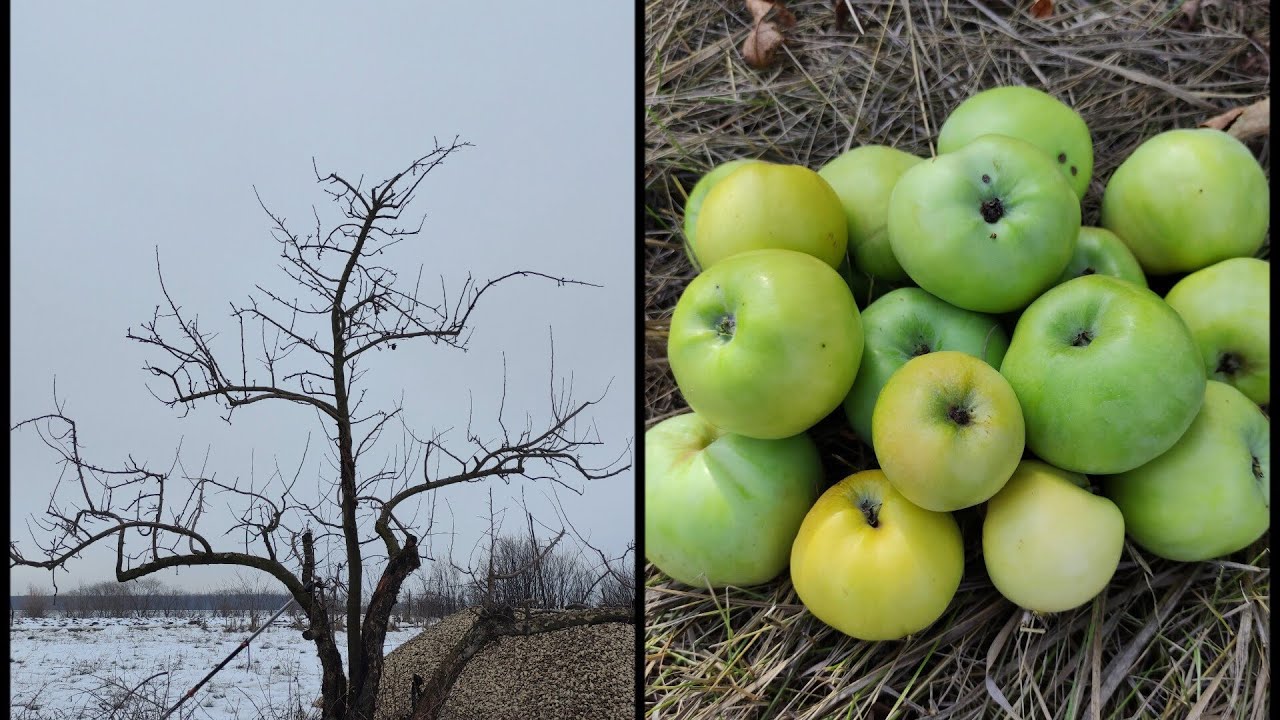 Tăieri de rodire la un măr de 15 ani soiul Clar alb 🍏🤗