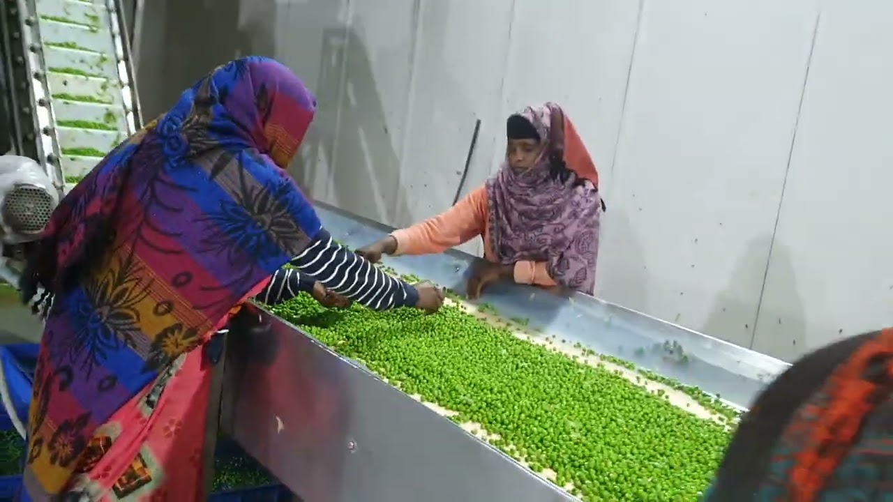 Frozen Vegetables Processing Green Pea Line by Mahatma Brijmohan Technicals, India