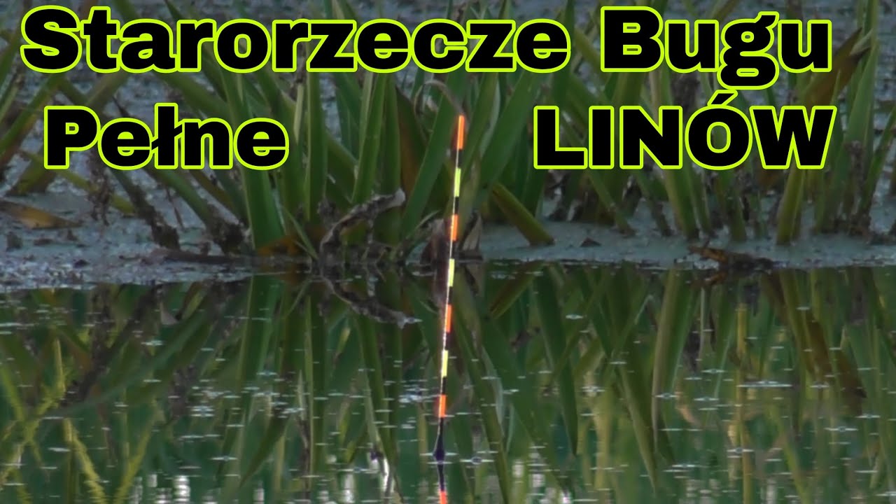 BAGNISTE STARORZECZE BUGU obfitujące w ławice LINÓW #łowisko