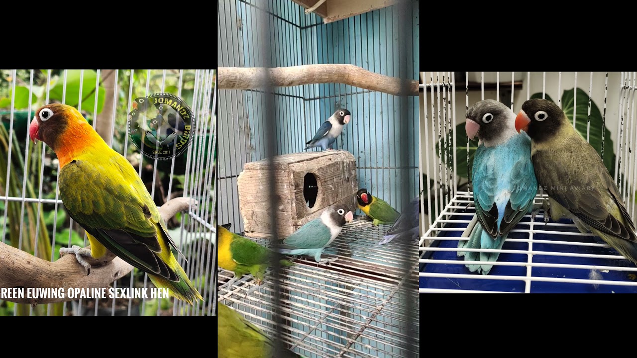 Agapornis Personatus