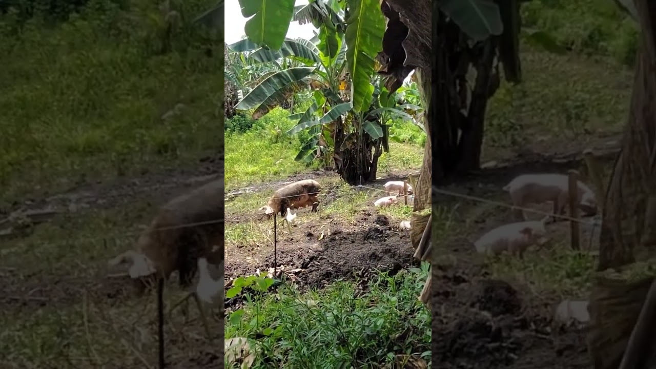 Baboy sa pastulan 🐽 @AgribusinessHowItWorks  @ThessalonicaFarm