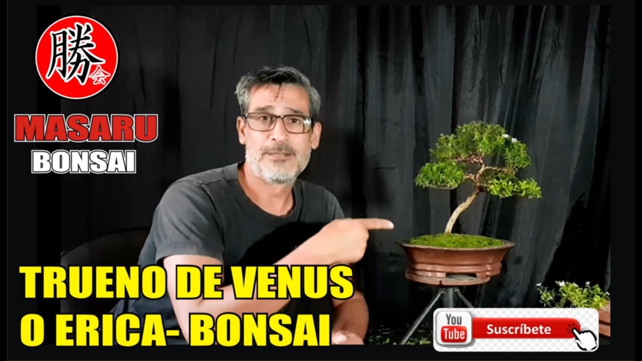 COMO CUIDAR UNA TRUENO DE VENUS O ERICA UNA ESPECIE MUY LINDA PARA BONSAI- LOS CUIDADOS Y MAS ..