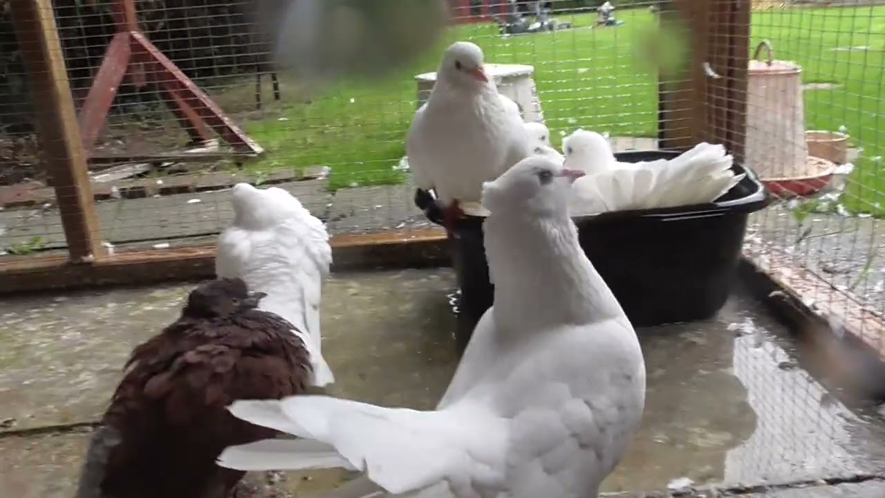 We have one white baby dove and a baby pigeon.