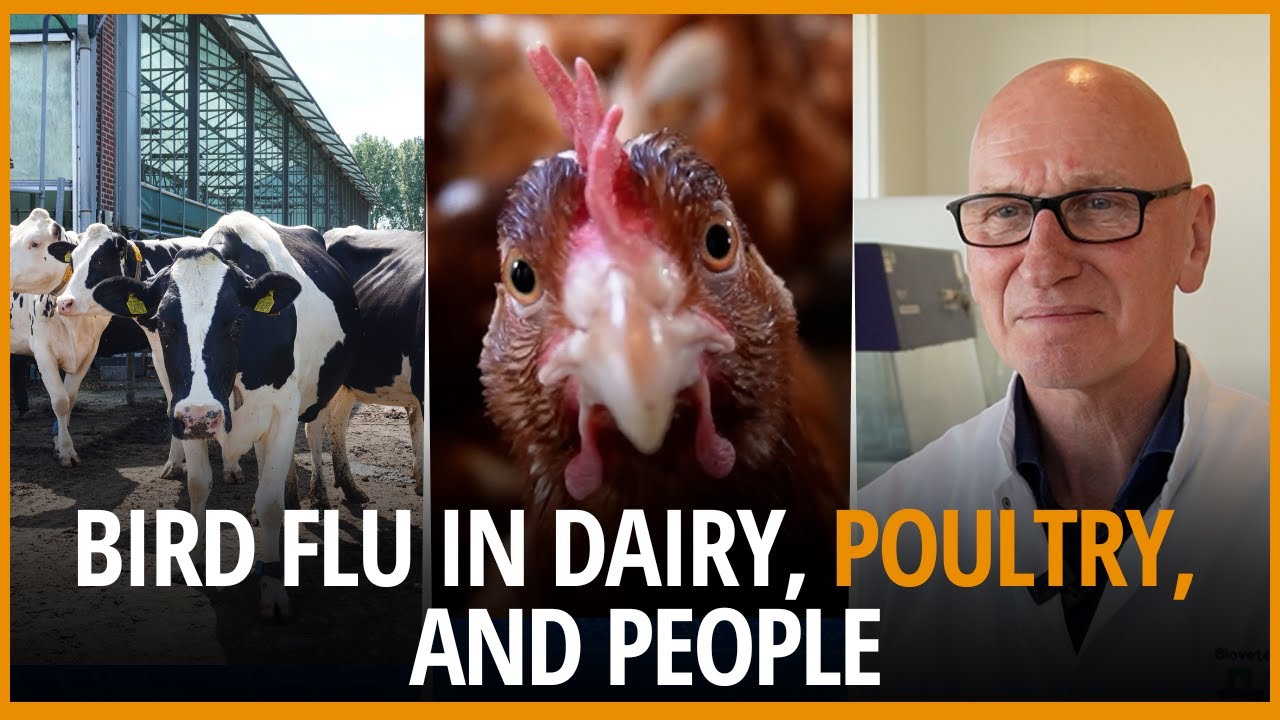 Risks of H5N1 bird flu in dairy, poultry, and people