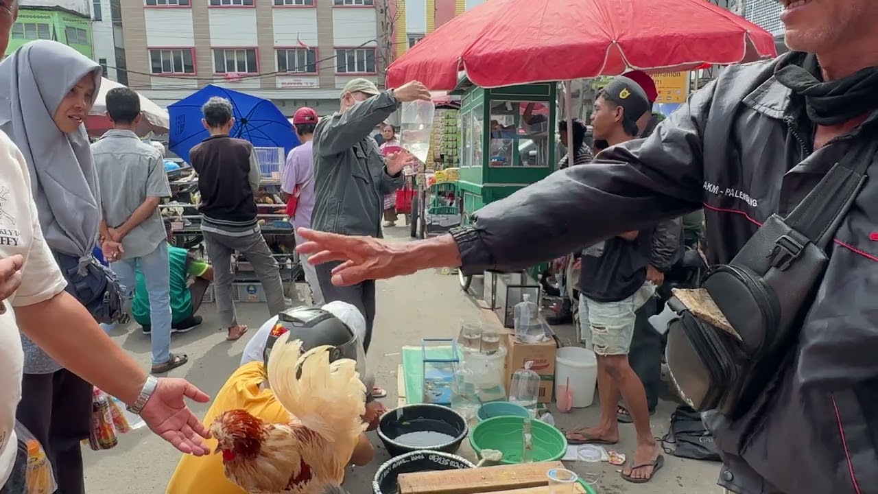 Cari Hewan Peliharaan Unik  Pasar Burung Palembang Tempatnya Guys!
