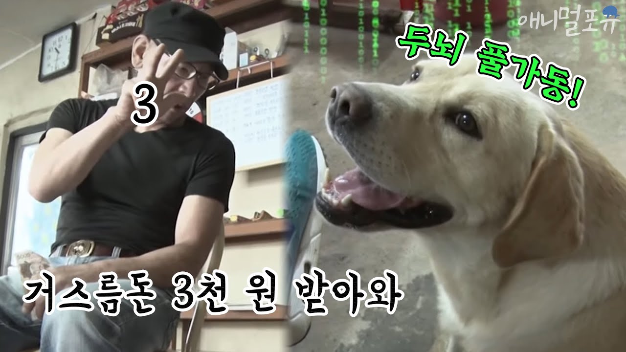 사람 말 알아듣는 천재견 행복이, KBS 200717 방송