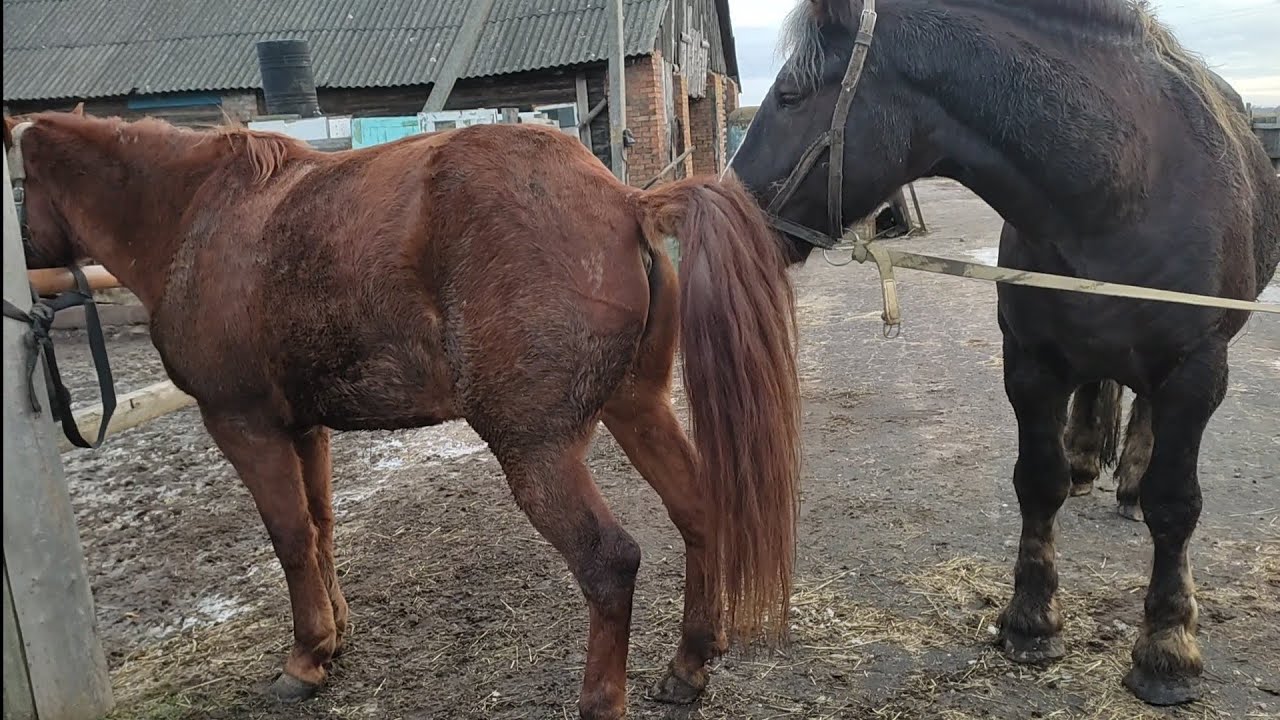 Серёга привёл Машку к нашему жеребцу