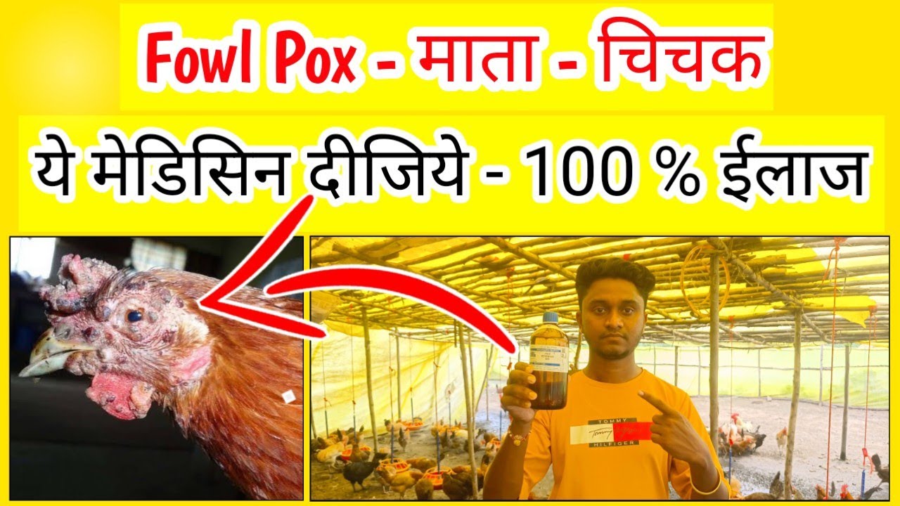 Fowl pox treatment in hindi | Fowl pox medicine for chickens | Fowl pox vaccine instructions | V 367