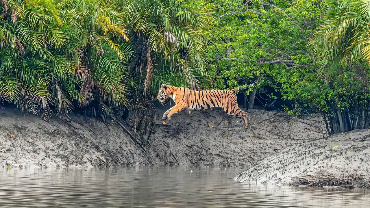 Sundarbans - A Jungle Rhythms Productions     