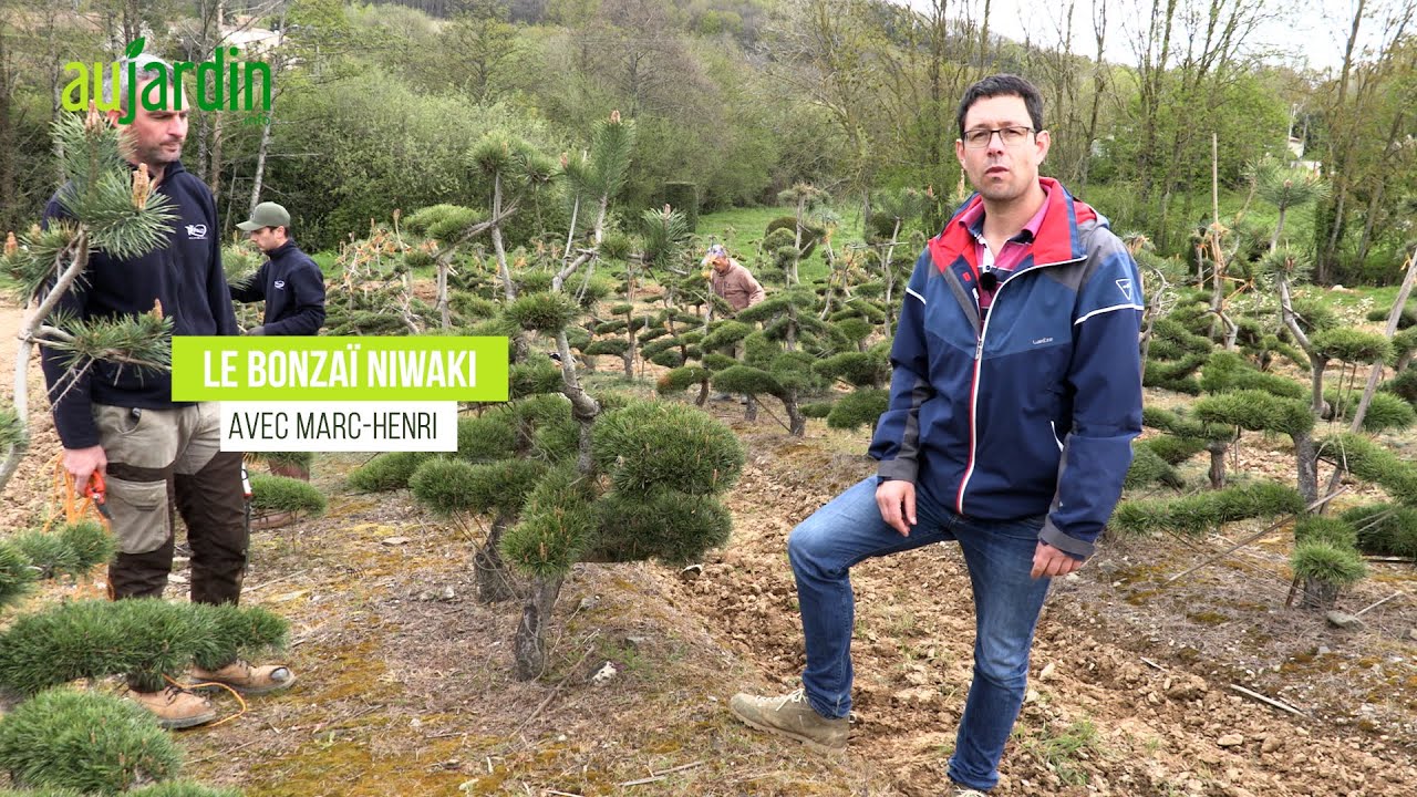 BONSAÏ de jardin NIWAKI, TAILLE, FORMATION et ENTRETIEN avec un pin sylvestre👍