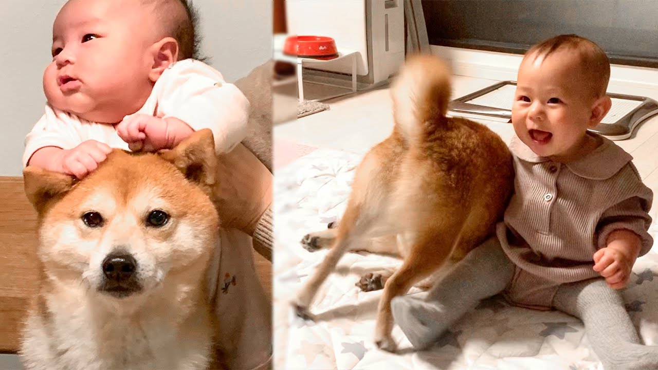 【癒し】家族に溺愛される柴犬に甥っ子も爆笑！