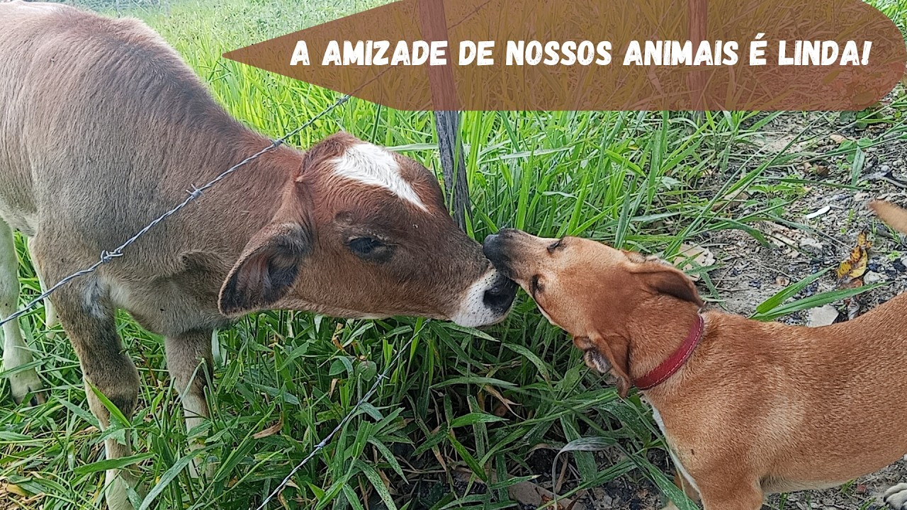 A amizade de nossos animais é linda! 