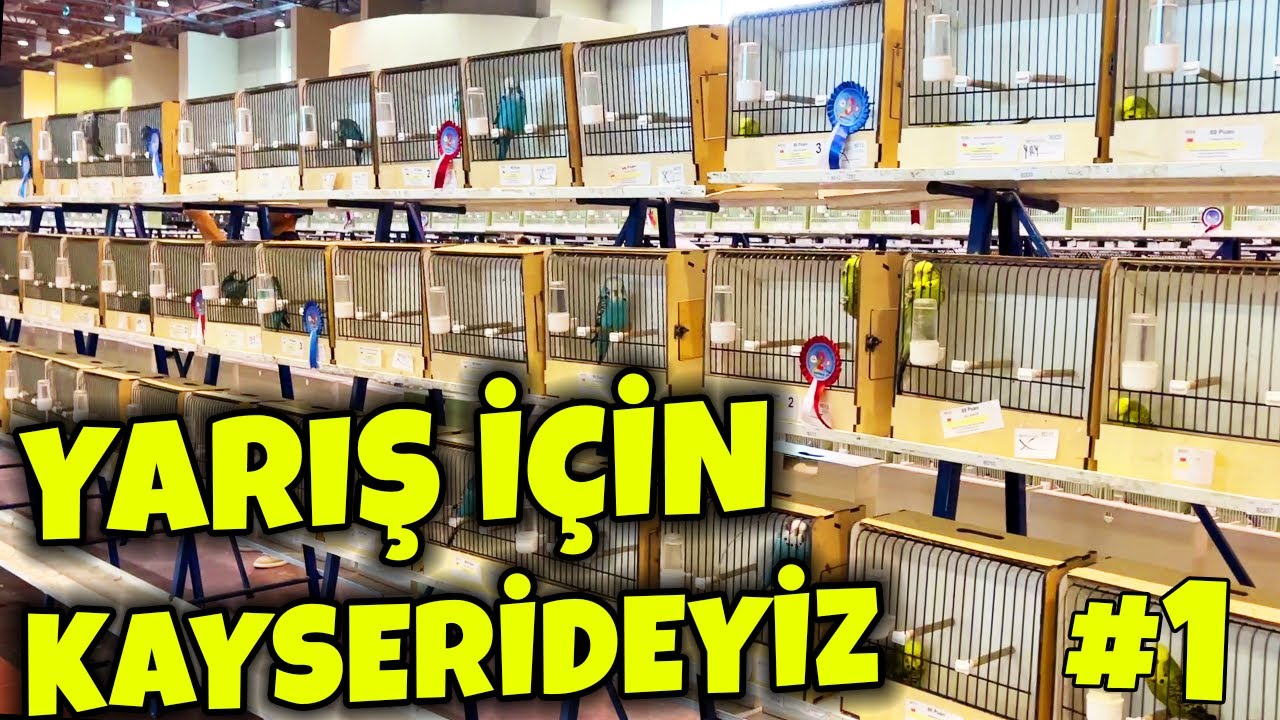 ŞAMPİYON KUŞLAR ! 2022 KAYSERİ KUŞ YARIŞMASINA GİTTİK #muhabbetkuşu