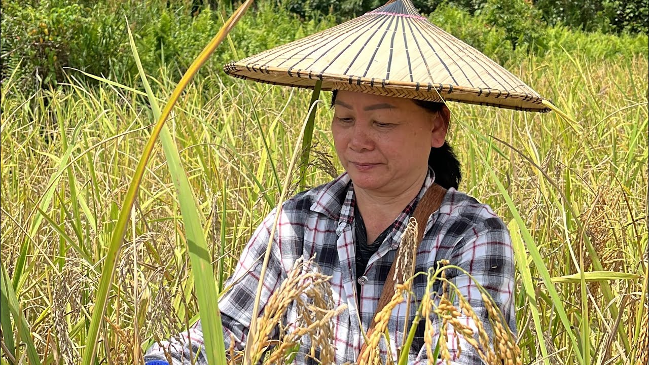 Ngetau Padi Di Sawah//Lama Sudah Tidak Pergi Sawah Padi