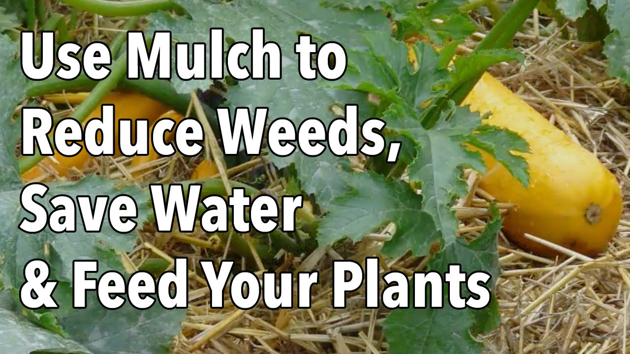 Use Mulch to Reduce Weeds, Save Water & Feed Your Plants