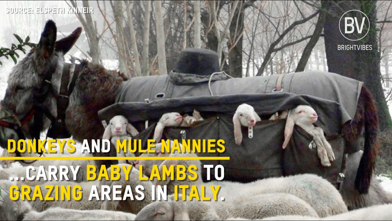 Donkey and Mule Nannies carry lambs down Italian mountains
