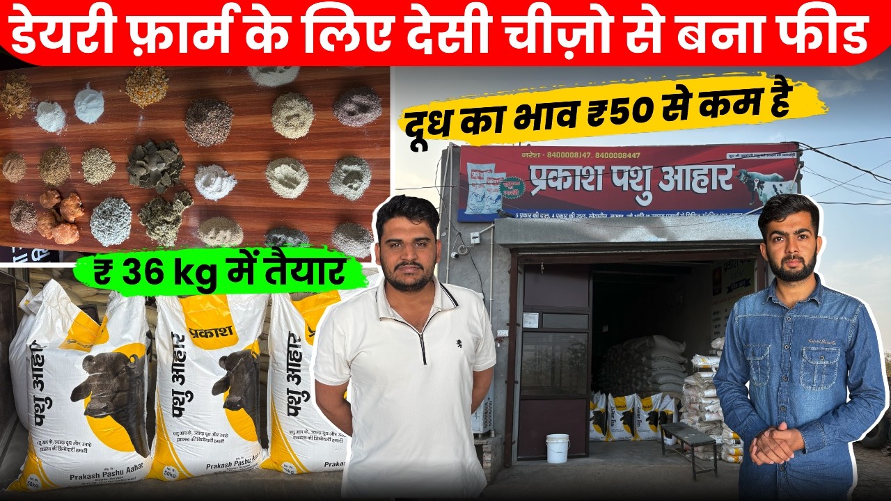 2Murrah भैंस Dairy की Desi Feed सस्ते रेट में गाय,भैंस के दूध से Lakho  कमाई DairyFarm 