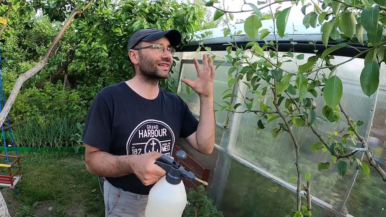 Rdza gruszy- co robić?🍐🍐🍐