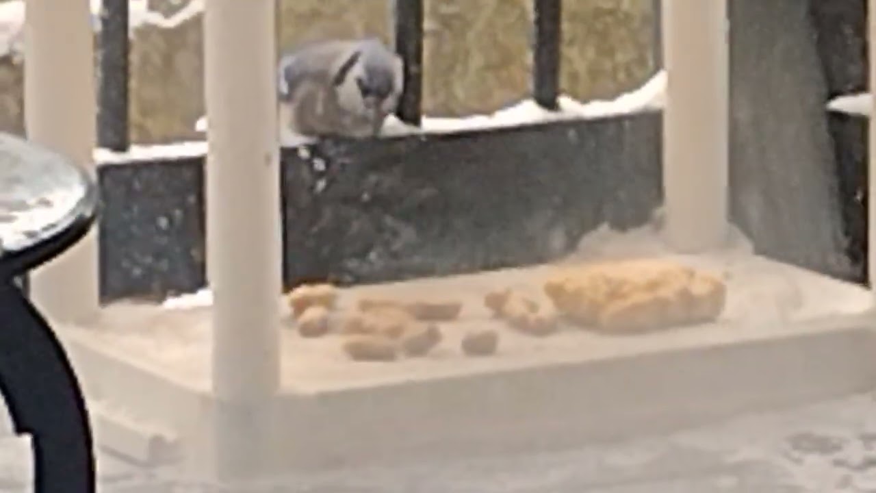 Bird 🐦🕊️ watching 