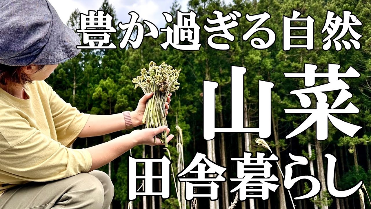 【山菜採り】採りきれない！食べきれない！山菜だらけの日々！！自然豊かな山奥暮らしの日々｜村暮らし｜移住｜料理【標高800mの田舎暮らし】